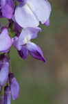 Japanese wisteria